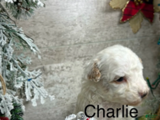 Toy Poodle dogs Charlie - Ad 31