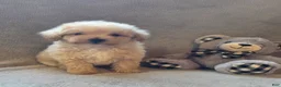 Maltipoo dogs for sale: Tucker - Ad 3