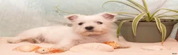 West Highland Terrier dogs for sale: Starfish - Ad 4