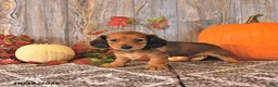 Dachshund dogs for sale: Daisy - Ad 3