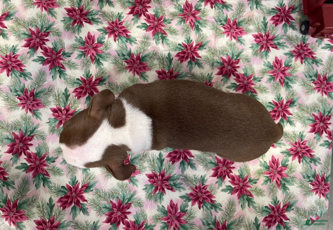 Boston Terrier dogs for sale: Annie - Ad 14