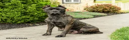 Cane Corso dogs for sale: Chara  - Ad 6