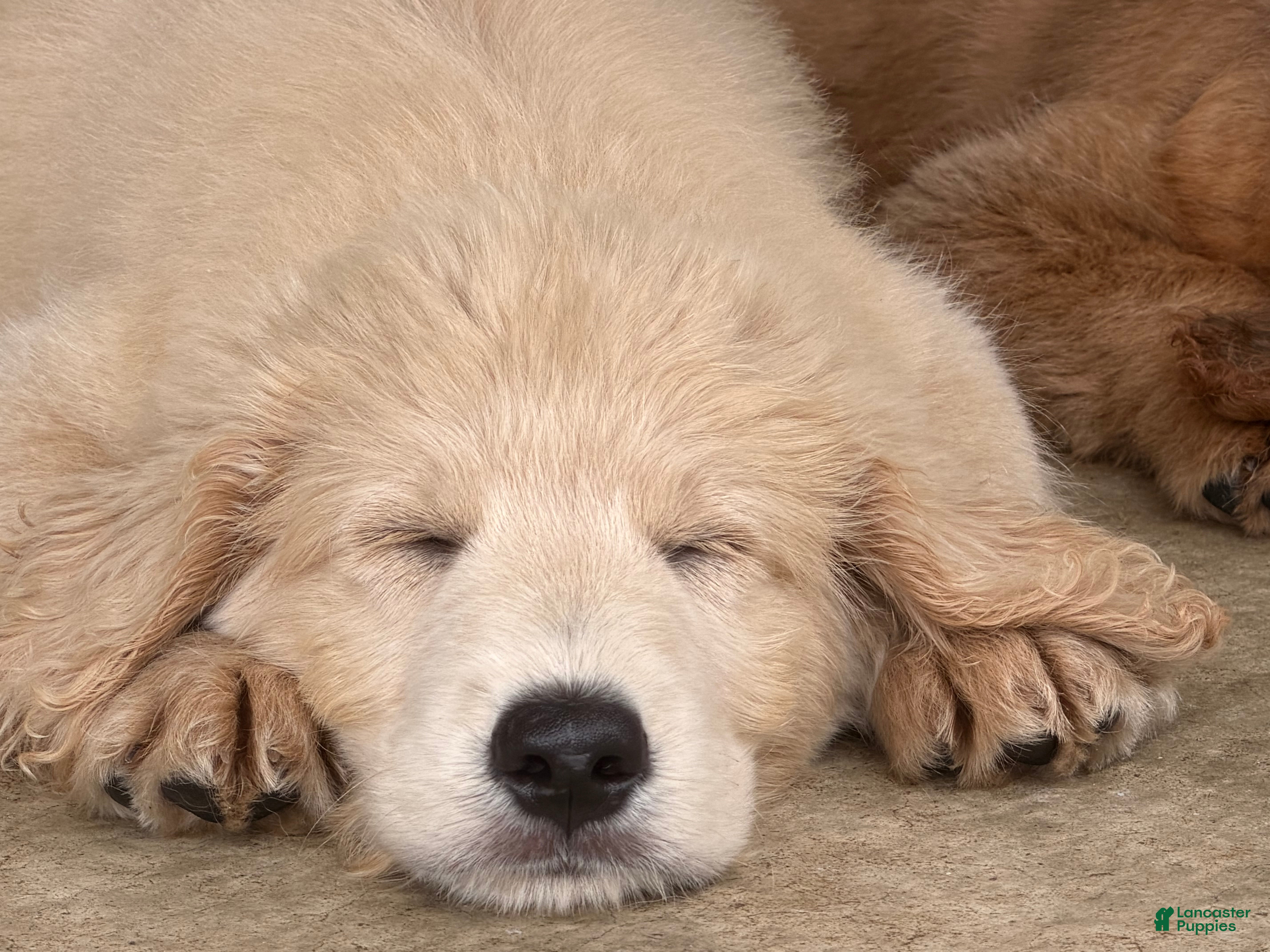 Mini Goldendoodle dogs Male- WINSTON  - Ad 2
