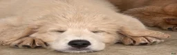 Mini Goldendoodle dogs for sale: Male- WINSTON  - Ad 2