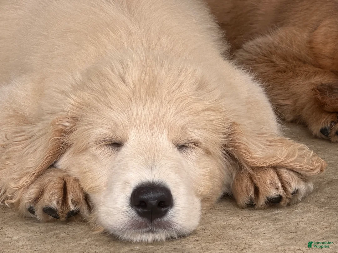 Mini Goldendoodle dogs for sale: Male- WINSTON  - Ad 2