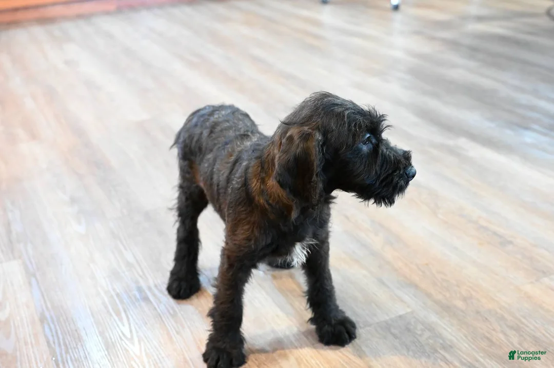 Mixed Breed dogs for sale: Geyser - Ad 2