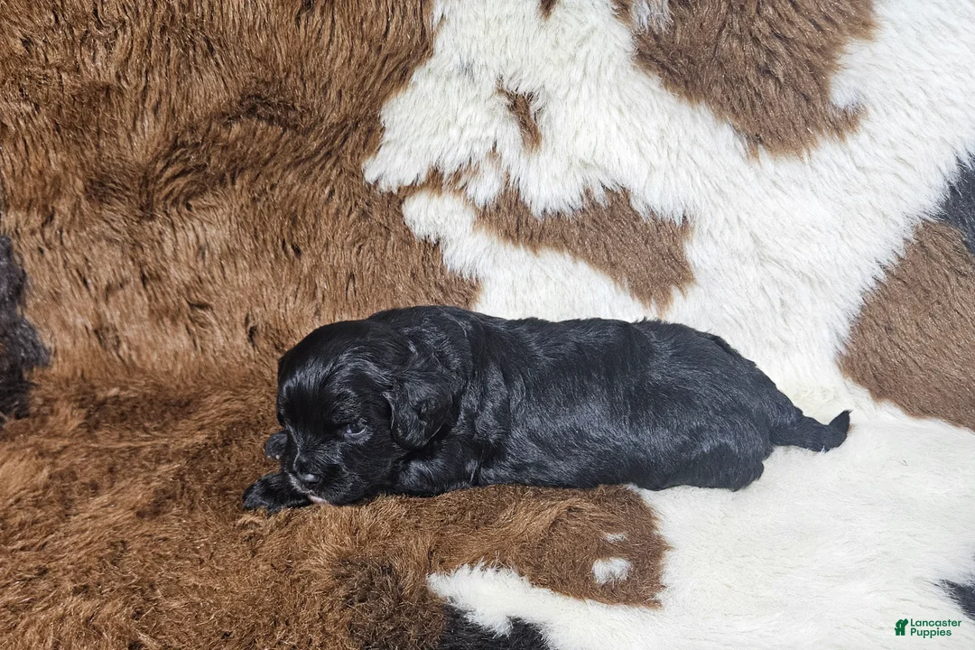 Cavapoo dogs for sale: F1 Poseidon - Ad 2