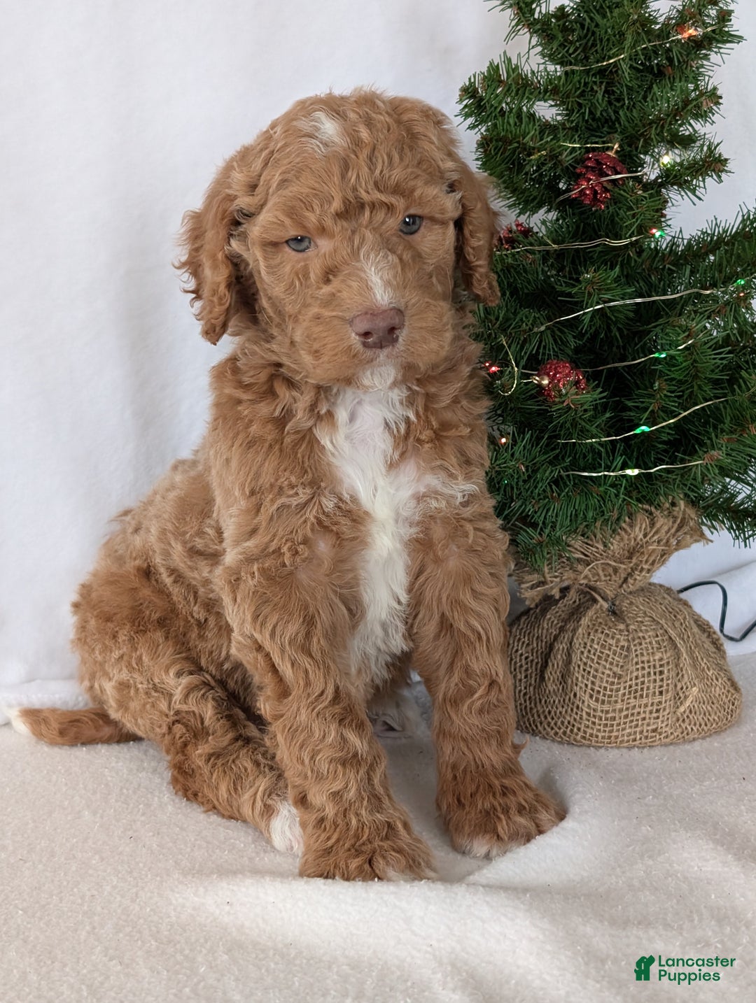 Goldendoodle dogs for sale: Parker - Ad 11