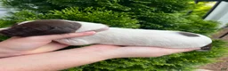 German Shorthaired Pointer dogs for sale: German Shorthaired Pointer (FEMALE A) - Ad 6