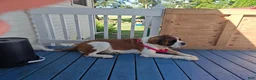 Mixed Breed dogs for sale: Marley - Ad 94