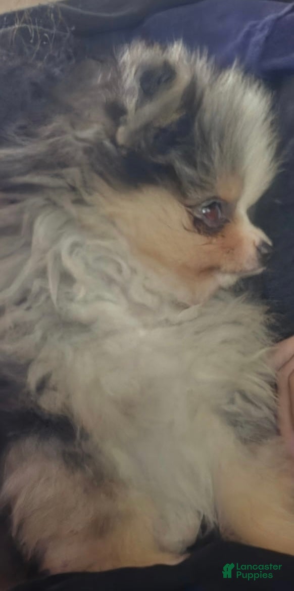 Pomeranian dogs Pomeranian 1 - Ad 4