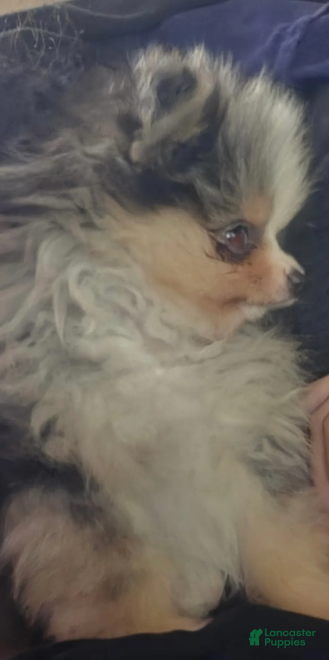 Pomeranian dogs for sale: Pomeranian 1 - Ad 1