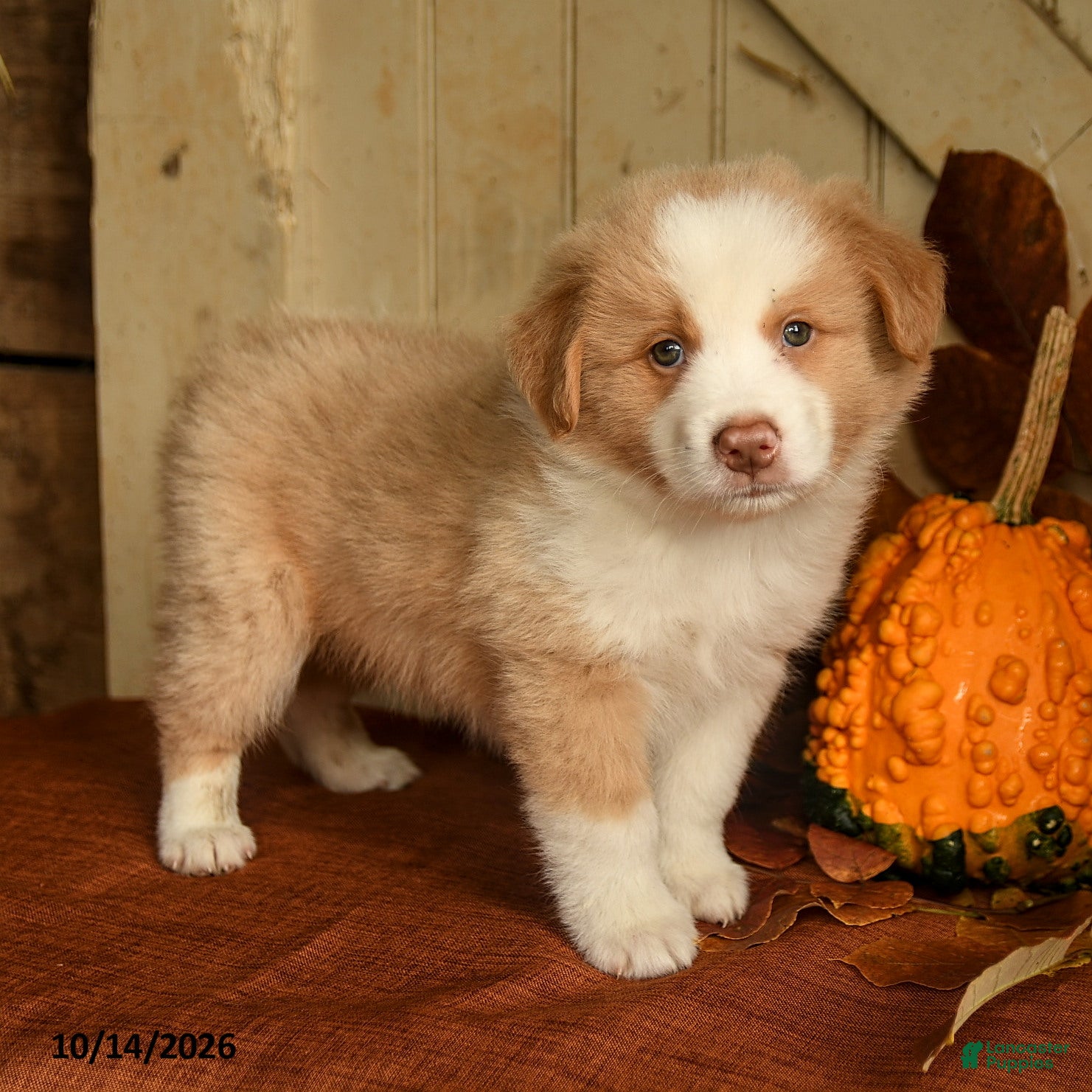 Australian Shepherd dogs for sale: Cinnamon - Ad 2