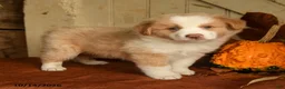 Australian Shepherd dogs for sale: Cinnamon - Ad 2