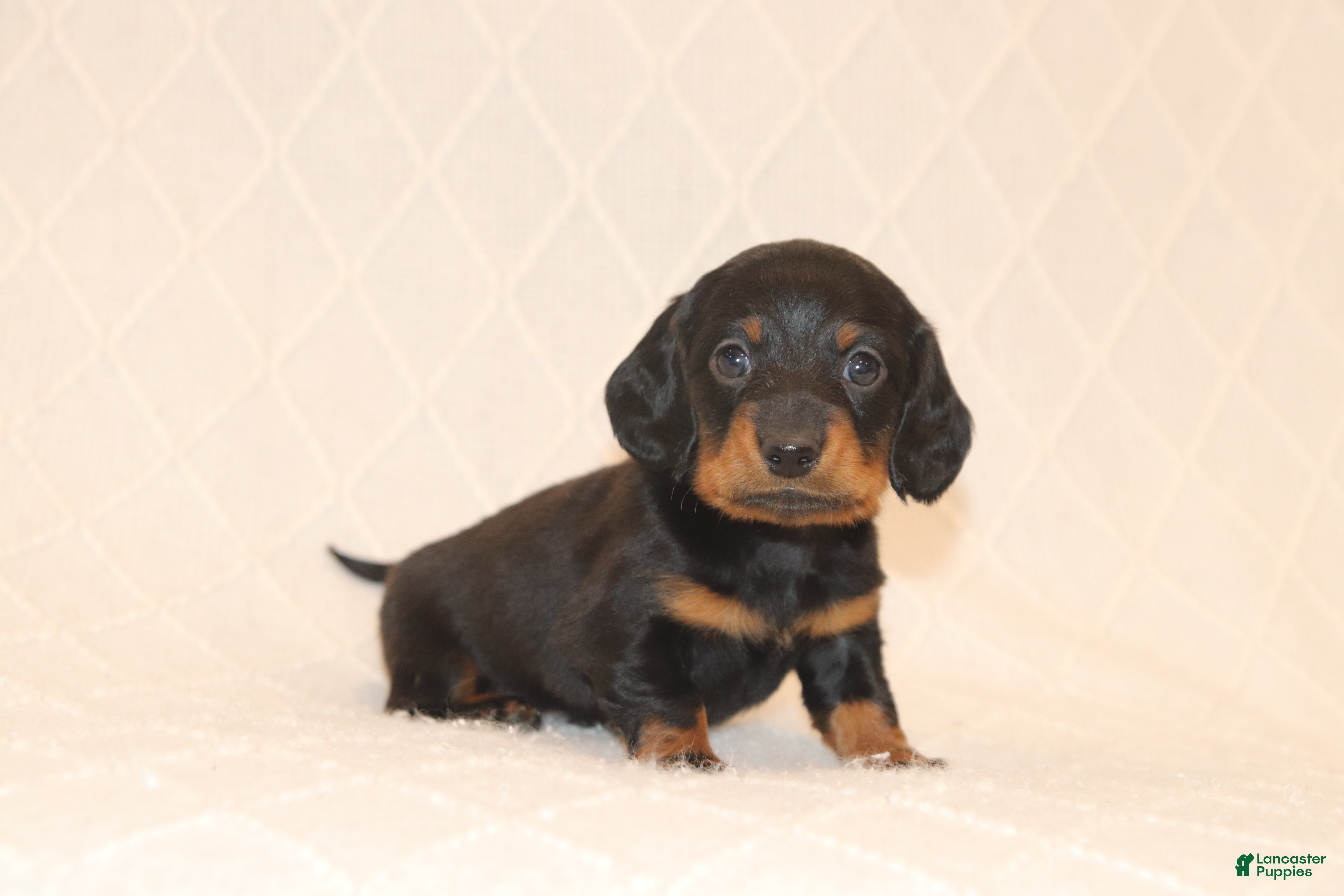 Miniature Dachshund dogs Remi - Ad 1