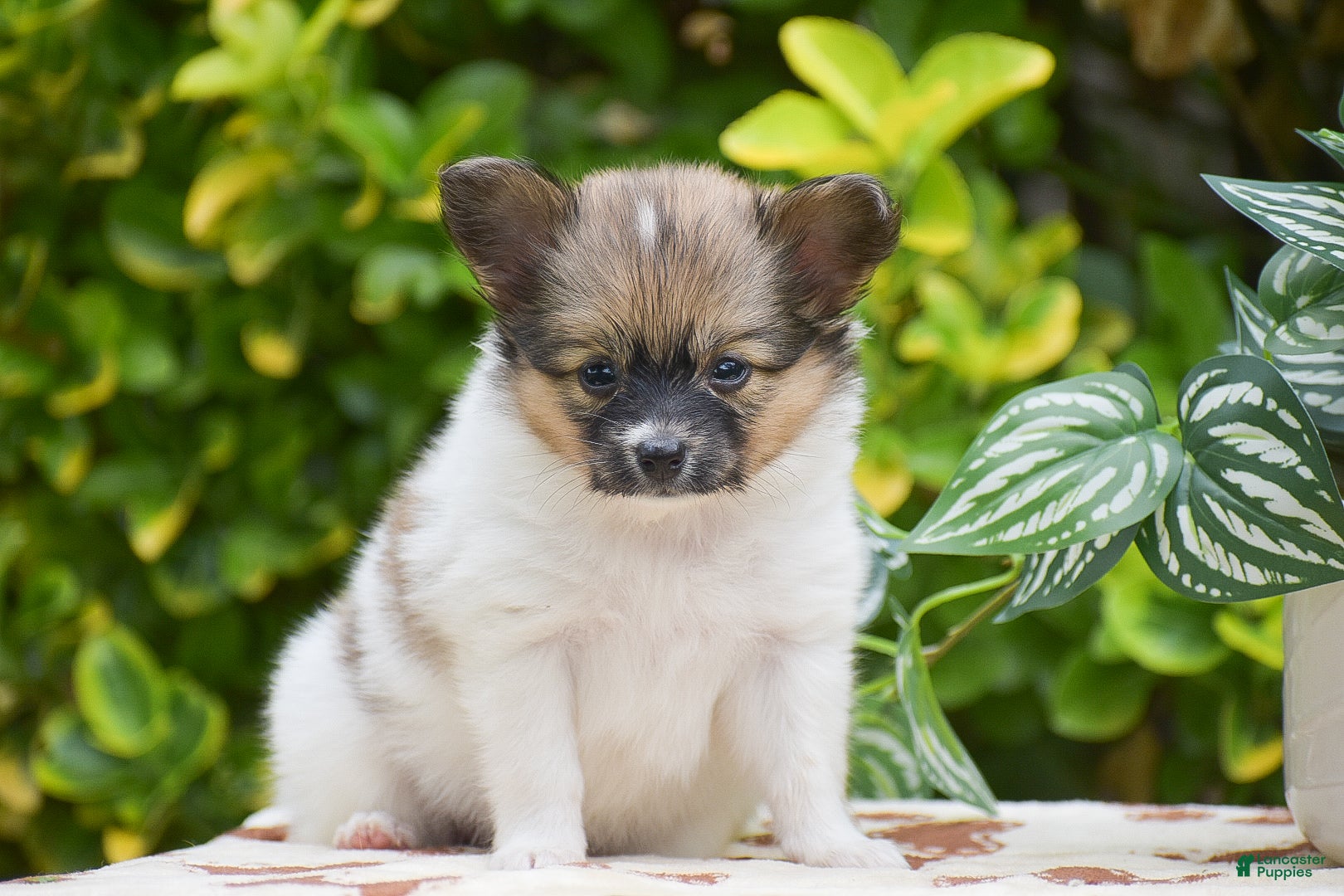 Papillon dogs Flower - Ad 1