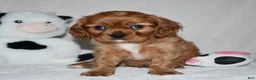 Cavalier King Charles Spaniel dogs for sale: Uri  - Ad 3