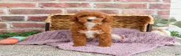 Miniature Poodle dogs for sale: Rebekka  - Ad 5