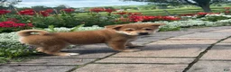 Shiba Inu dogs for sale: Iggy - Ad 5