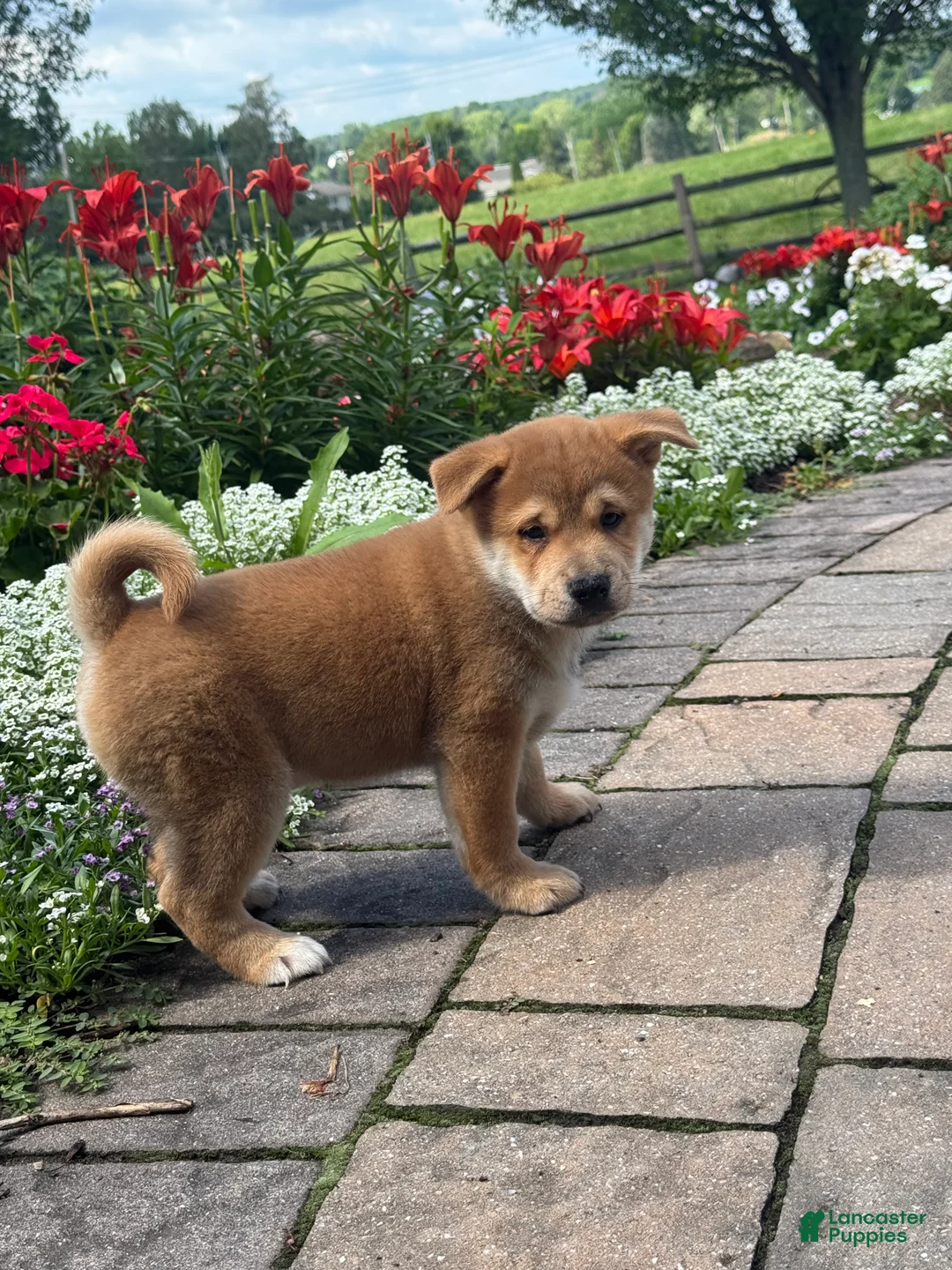 Shiba Inu dogs for sale: Iggy - Ad 5
