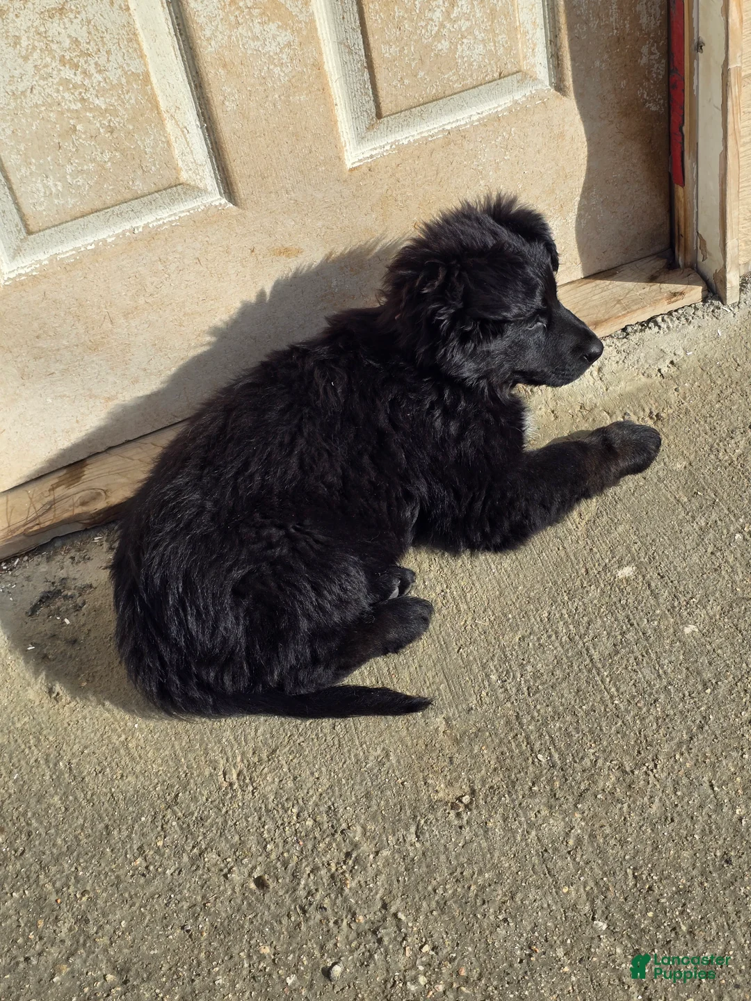 Mixed Breed dogs for sale: Mixed Breed Puppy 3 - Ad 1