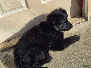 Mixed Breed dogs Mixed Breed Puppy 3 - Ad 8