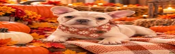 French Bulldog dogs for sale: 3 - Lilac Cream Female - Ad 1