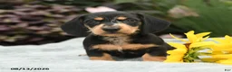 Dachshund dogs for sale: Rocky - Ad 4