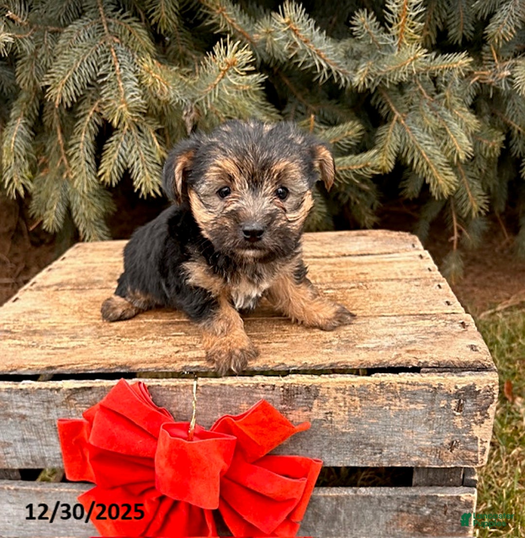 Morkie dogs for sale: Murphy - Ad 3