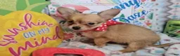 Chihuahua dogs for sale: Express Yourself (LH) male - Ad 3