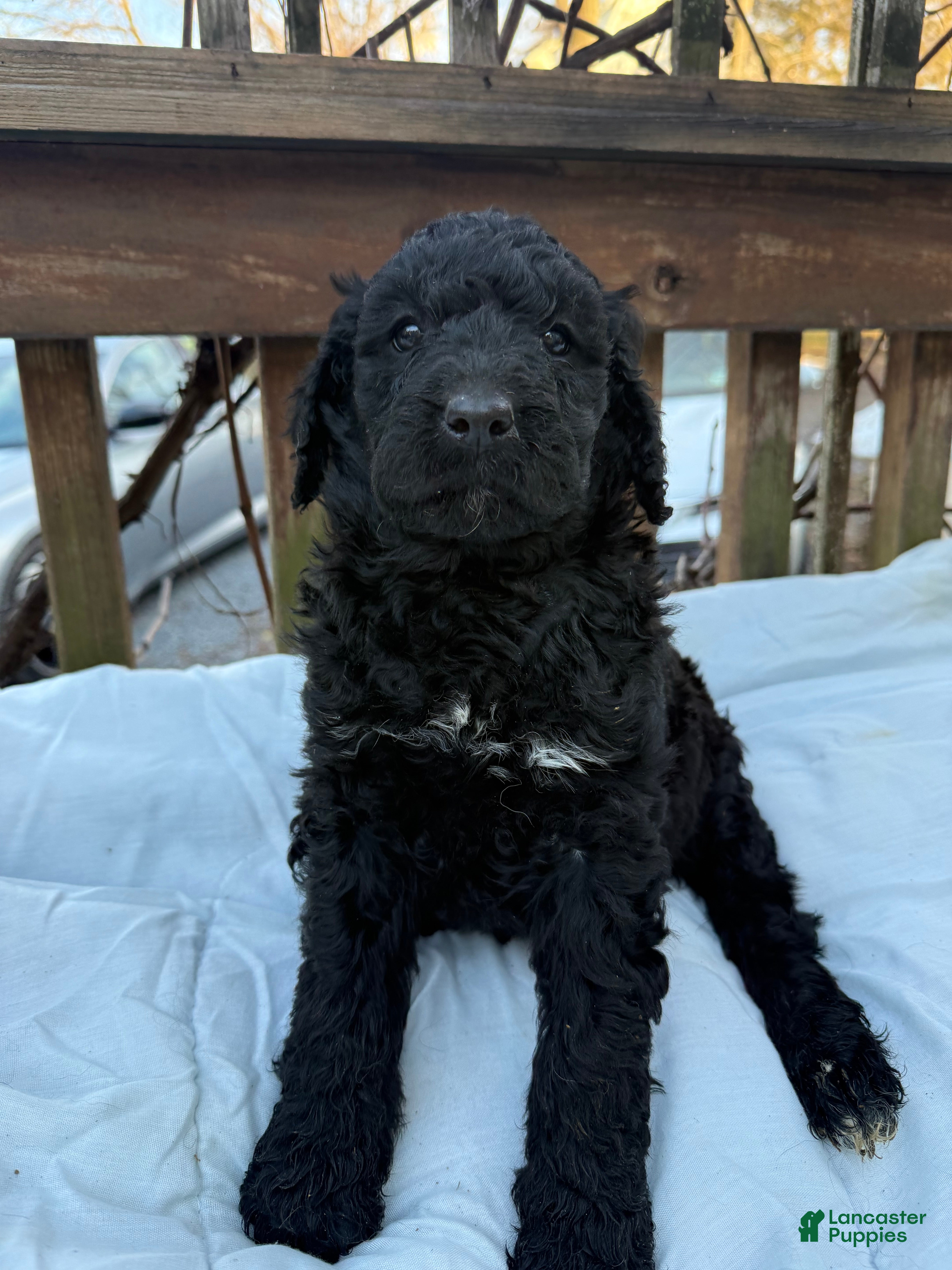 Goldendoodle dogs Coal - Ad 1