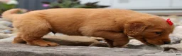 Golden Retriever dogs for sale: Quinton💙 - Ad 17