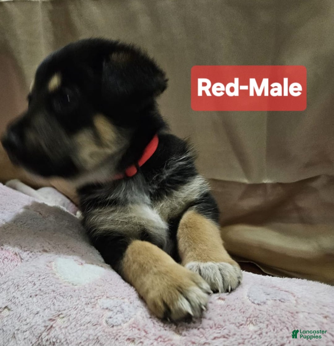 Mixed Breed dogs for sale:  Puppy 5 Red - Ad 2