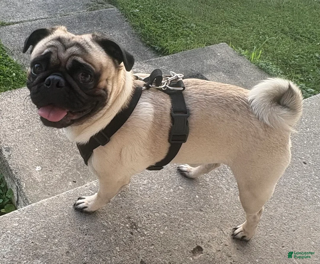 Pug dogs for stud: Stewie - Ad 5