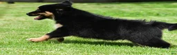 Australian Shepherd dogs for sale: Carson - Ad 6