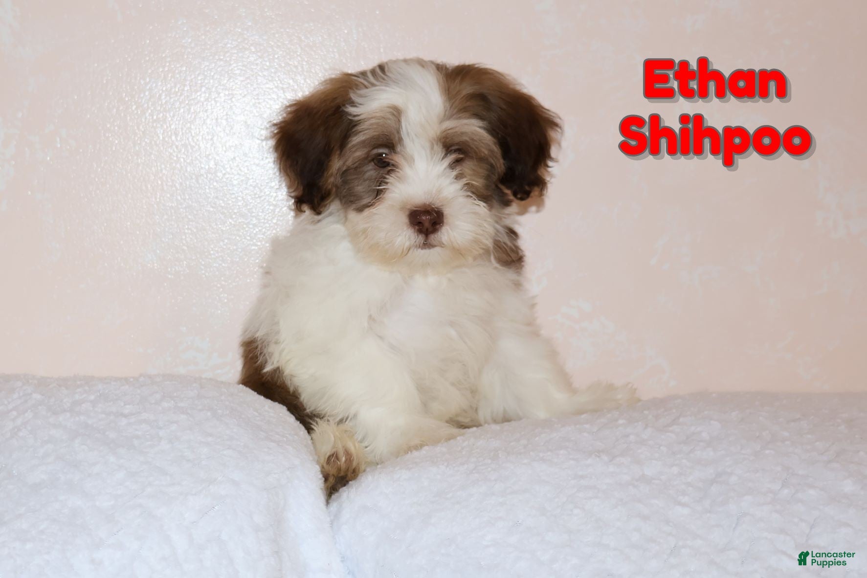 Shihpoo dogs Ethan - Ad 16