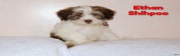 Shihpoo dogs for sale: Ethan - Ad 1