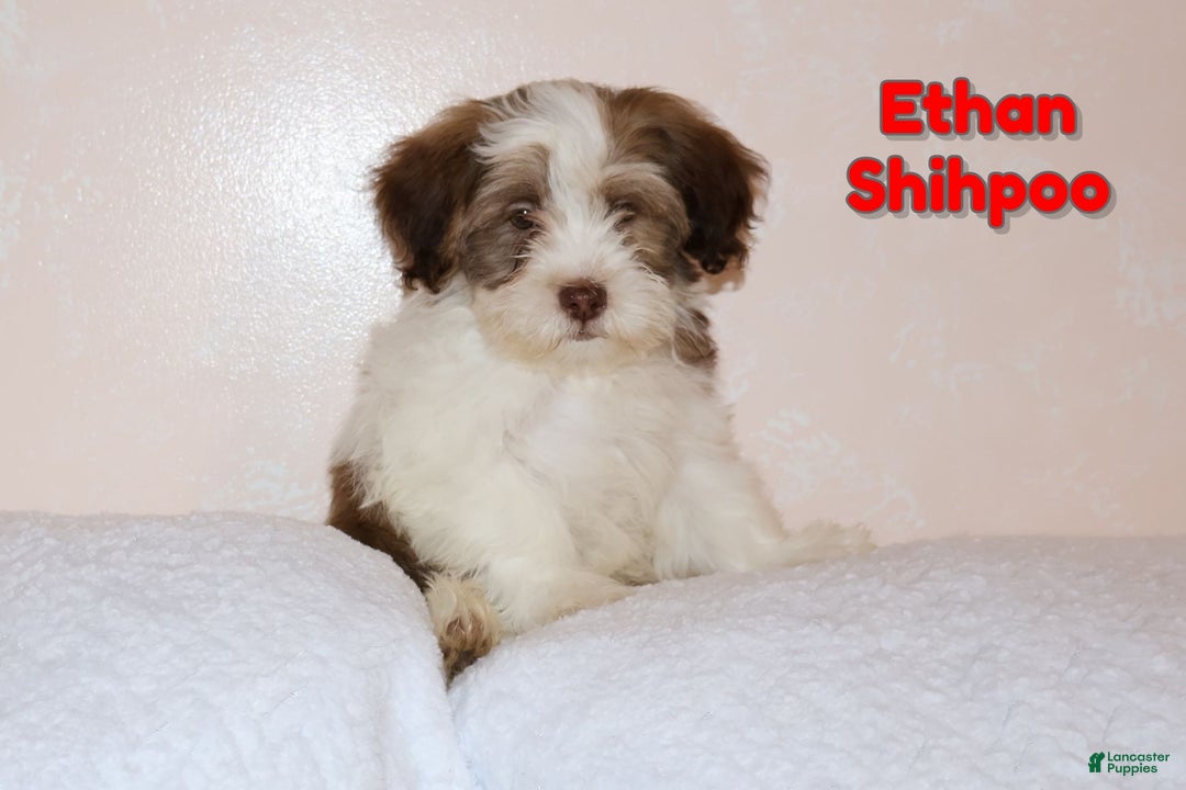 Shihpoo dogs for sale: Ethan - Ad 1