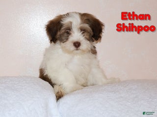 Shihpoo dogs Ethan - Ad 30