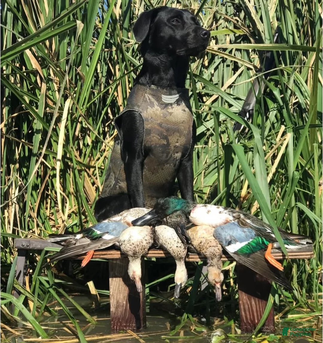 Labrador Retriever dogs for sale:  Puppy 3 - Ad 3