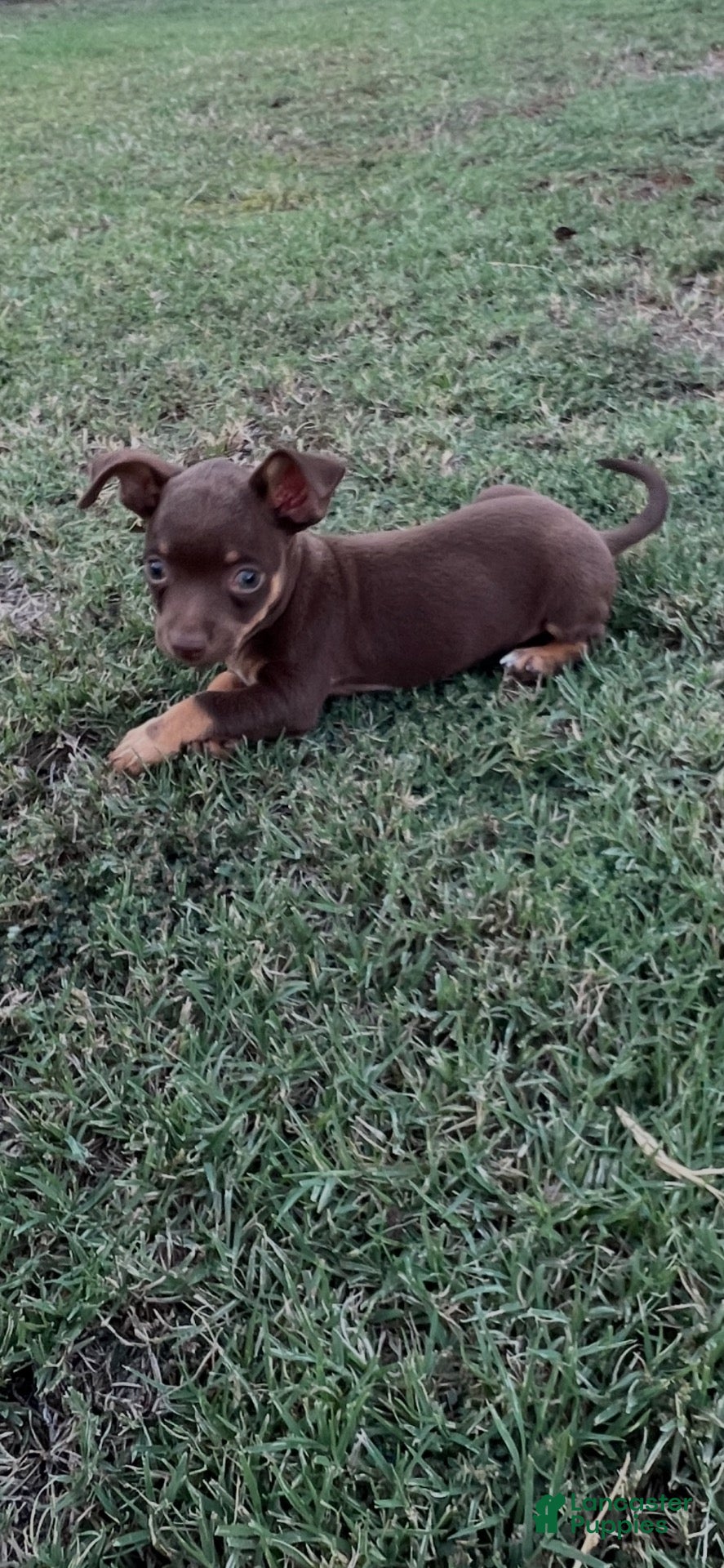 Jack Chi dogs  4 - Ad 14