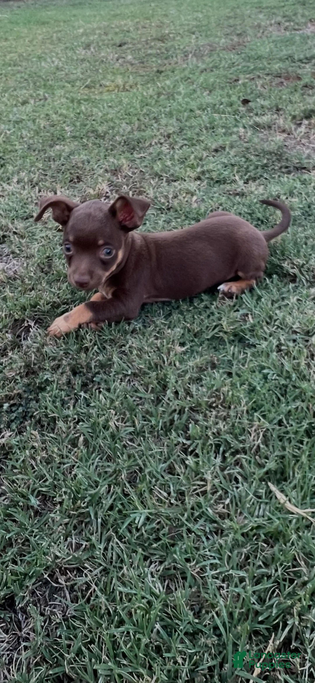 Jack Chi dogs for sale:  4 - Ad 1