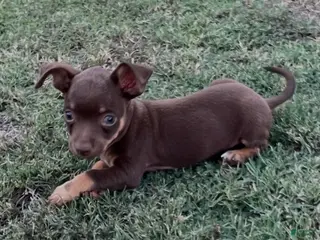 Jack Chi dogs 4 - Ad 14