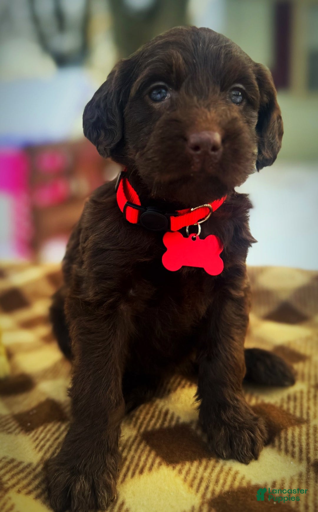 Labradoodle dogs for sale: Labradoodle Puppy 1 - Ad 8