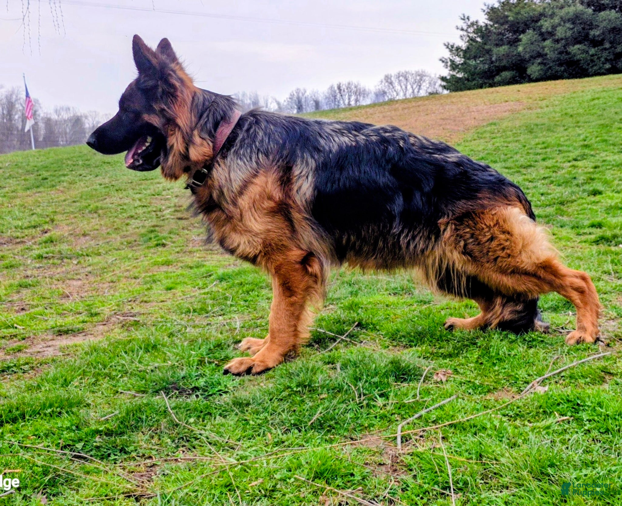 German Shepherd dogs German Shepherd Puppy 5 - Ad 2