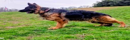 German Shepherd dogs for sale: German Shepherd Puppy 3 - Ad 3