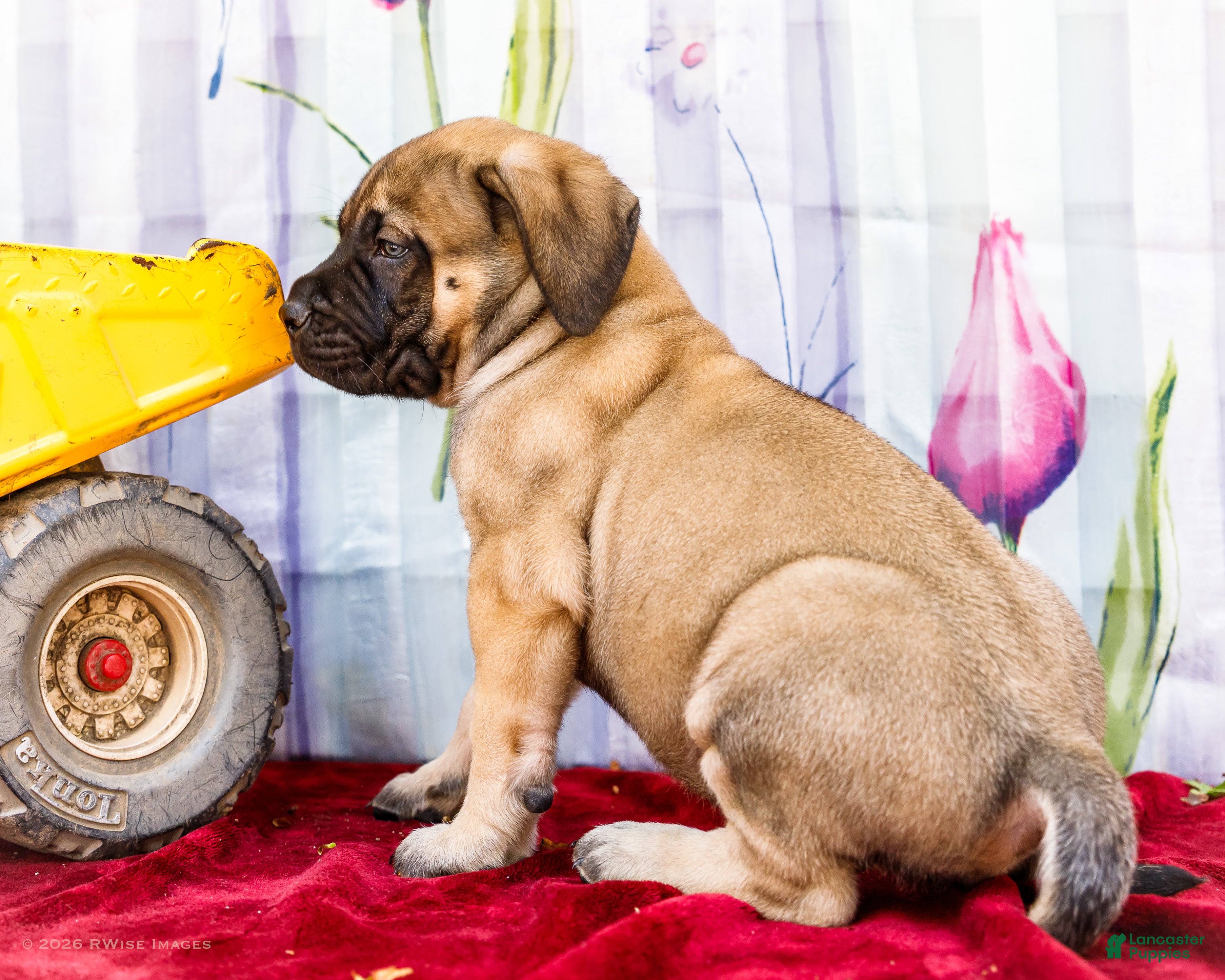 English Mastiff dogs for sale: Major - Ad 4