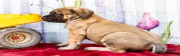English Mastiff dogs for sale: Major - Ad 1