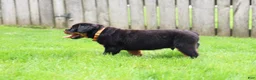 Rottweiler dogs for sale: Buck - Ad 3
