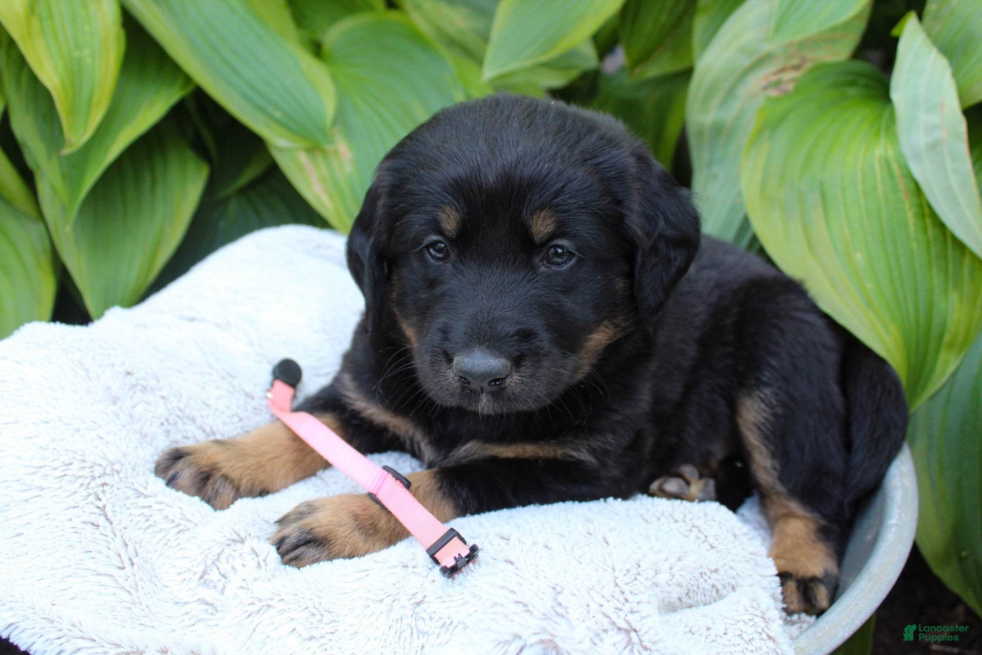 Mixed Breed dogs for sale:  Puppy purple  - Ad 3